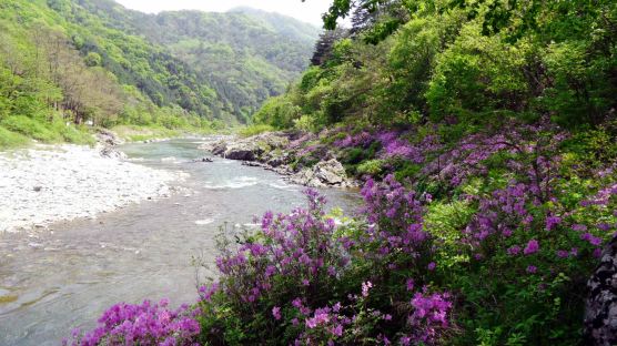 [5월의 아름다운 숲길] 강원 인제 둔·가리 약수숲길 제3구간 '미산동길'