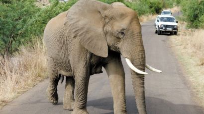 동물학대 논란, 미국 최대 규모 코끼리쇼 사라진다