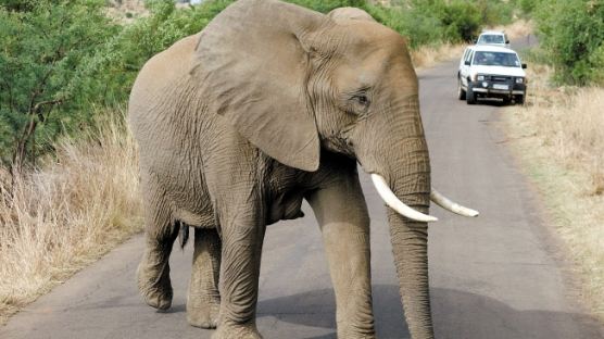 동물학대 논란, 미국 최대 규모 코끼리쇼 사라진다