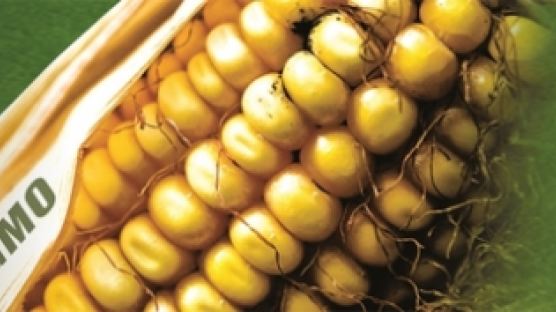 [따져 봅시다 | GMO 농작물은 진짜 해로운가] 콩·옥수수 안전성 시험 1990년대에 끝나 