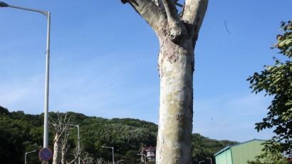 [서소문 사진관] 가로수가 바오밥나무?