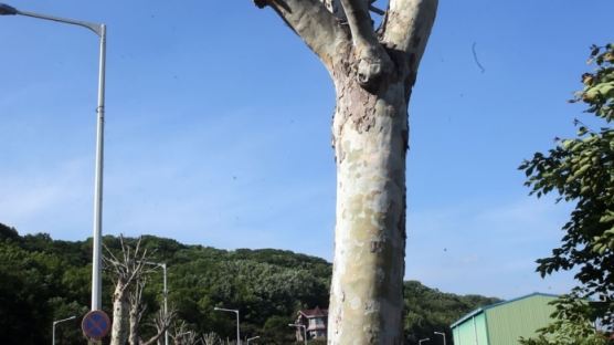 [서소문 사진관] 가로수가 바오밥나무?