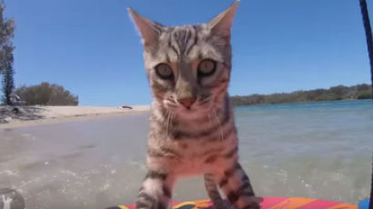 [영상] ‘스킴보드’타는 벵골 고양이 