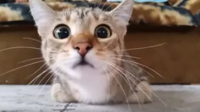 [영상] 고양이가 공포영화를 본다면? 뜻밖의 귀여운 반응