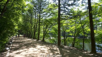 [서소문 사진관] 오대산 전나무숲길의 전나무는 왜 잘려졌을까?