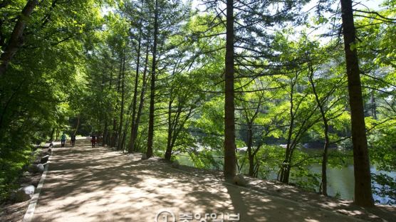 [서소문 사진관] 오대산 전나무숲길의 전나무는 왜 잘려졌을까?