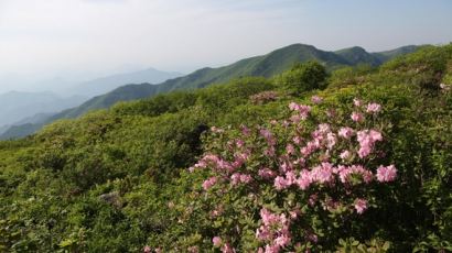 소백산 철쭉제 26일 개막