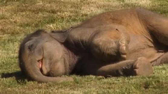 [영상] 아기코끼리를 깨우려는 엄마코끼리… 사람이랑 똑같네