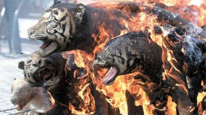 [사진] 불타는 멸종위기종 호랑이 박제