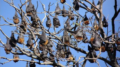 박쥐의 습격…호주 해안도시 '비상사태'