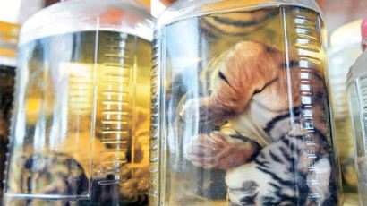 [사진] 태국 사원서 새끼 호랑이 사체 무더기 발견