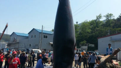 인천 대청도 앞바다에서 6m 상당의 밍크고래 그물에 걸려