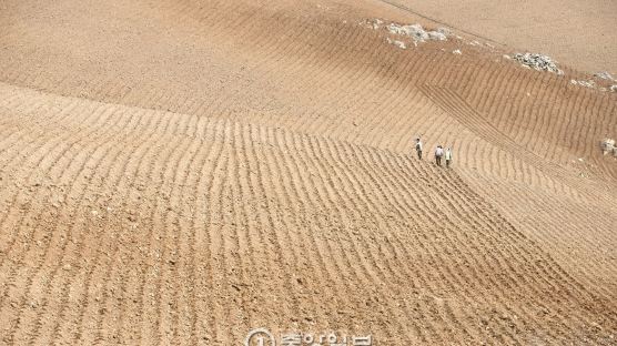 [서소문 사진관] 가뭄과의 전쟁…사막이 된 고랭지 배추밭