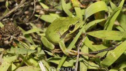 [서소문 사진관] 수원에는 수원청개구리가 산다