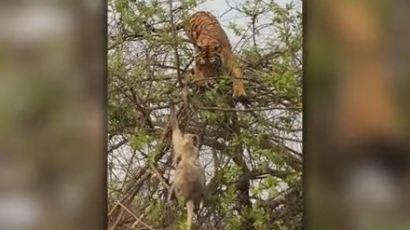 [영상] 원숭이 잡으려고 나무에 올라간 호랑이.. 결말은?