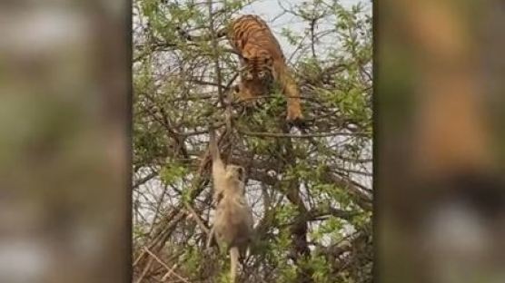 [영상] 원숭이 잡으려고 나무에 올라간 호랑이.. 결말은?