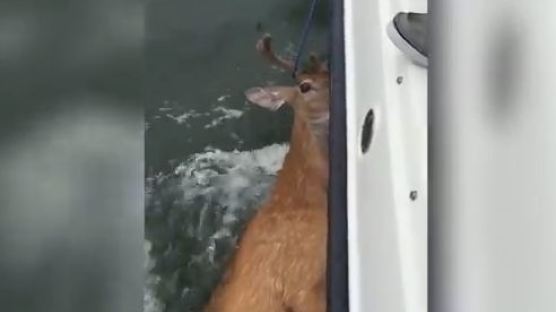 [영상] 바다에서 사슴을 구조한 어부... ‘너 왜 여기에 있니?’