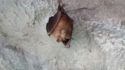 동해 천곡 천연동굴서 6년 만에 황금박쥐 발견돼