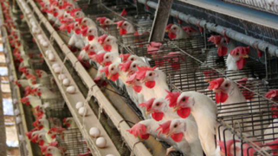 닭에게도 햇볕 쬘 권리를…'착한 치킨' 공급하겠다는 미국업체