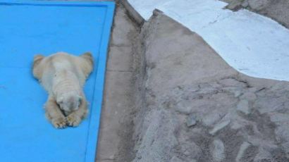 22년 간 더운 나라서 고통 받던 북극곰의 안타까운 죽음