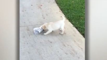 [영상] 신문 배달에 도전하는 강아지...‘귀여움 폭발’