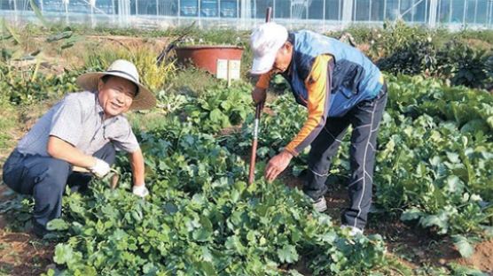 봉사도 직업…텃밭 가꾸기 도와주다 도시농업전문가로