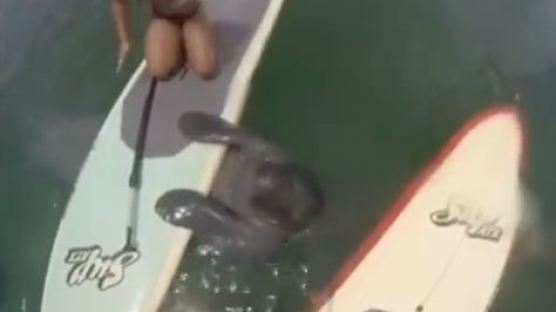[영상] 바다소와 하이파이브를 하는 여성, 귀여운 모습에 ‘심쿵’