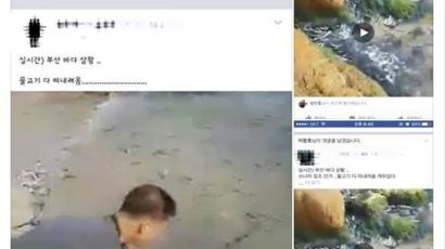 부산 물고기떼·까마귀떼 등 온라인에 올린 네티즌 수사
