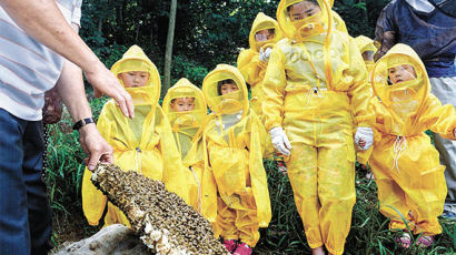 [사진] 꿀벌 체험