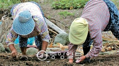 돈 돼도 사람이 없어요…매년 뛰는 마늘값