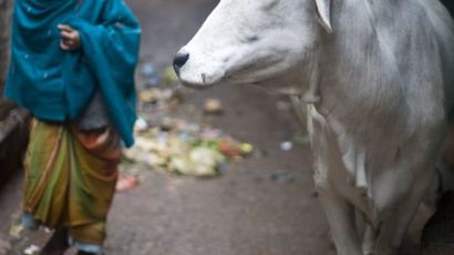 인도에선 사람보다 소가 귀해…소고기 먹는다며 살해