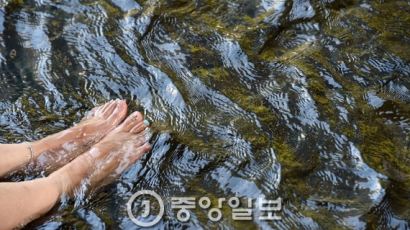 폭염 때문에…넙치·치어 400만 마리 떼죽음, 70대 노인 열사병 사망 