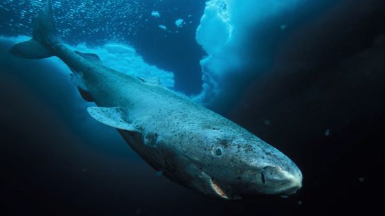 그린란드 상어 400년 이상 살아 …세계 최장수 척추동물 기록 깨져