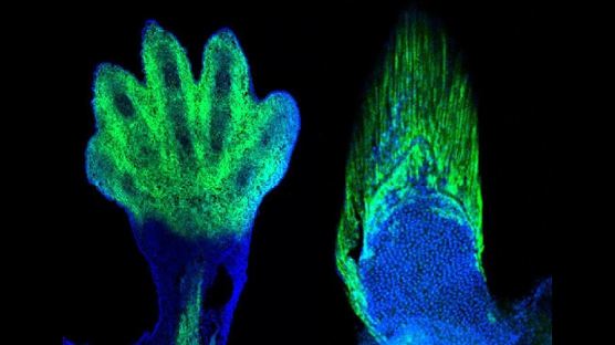 손가락의 조상은 물고기 지느러미…새로운 과학적 증거에 창조론과 진화론 논쟁 커져