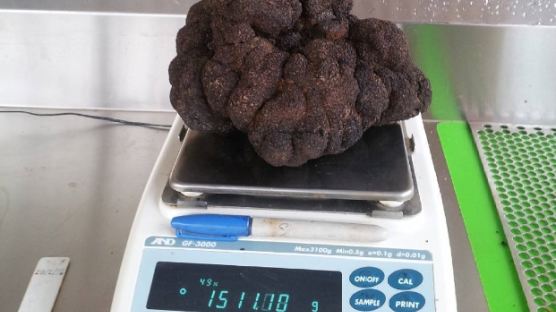 청와대 오찬으로 화제됐던 송로버섯, 호주서 1.5kg 세계최대 발견