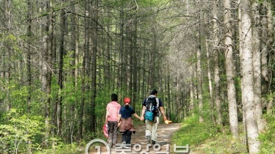 "국립공원에 일본산 안돼"…태백산,멀쩡한 거목 50만 그루 벌목 예정