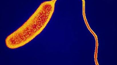 세 번째 콜레라, 또 C형간염, 올 첫 일본뇌염