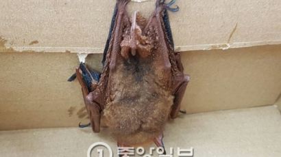 [단독] 천연기념물 붉은 박쥐(황금 박쥐), 경기 파주에서 발견