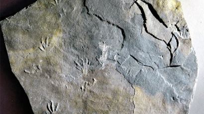 1억 년 전 백악기 도마뱀 화석, 남해서 세계 첫 발견