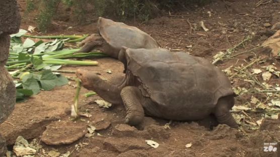 '색정광' 수컷 거북이, 멸종위기 동족을 구하다