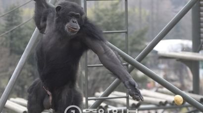 세계적 동물학자 제인 구달 , 도널드 트럼프를 수컷 침팬지에 비유 