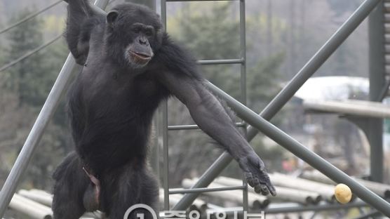 세계적 동물학자 제인 구달 , 도널드 트럼프를 수컷 침팬지에 비유 