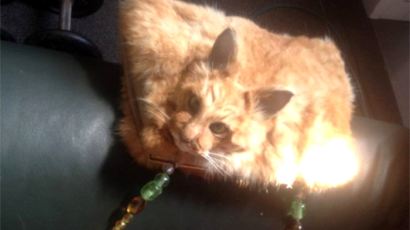 죽은 고양이로 만든 핸드백 출시…예술인가 범죄인가
