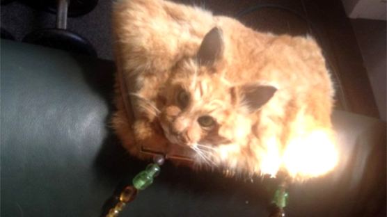 죽은 고양이로 만든 핸드백 출시…예술인가 범죄인가