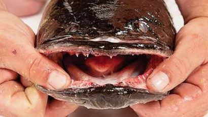 "프랑켄슈타인 닮았다" 미국에서 퇴치 대상된 한국 물고기