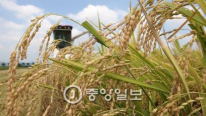 쌀 재배 면적 줄이는데 풍년 이유는? 온난화 때문