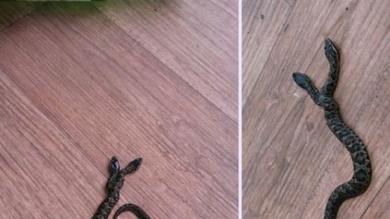 머리가 둘인 희귀뱀 ‘쌍두사’포항서 발견…가격이