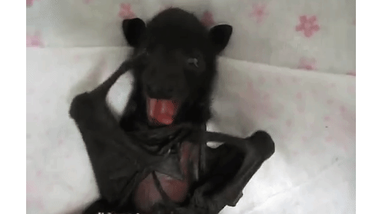 누가 박쥐를 두려워하랴…귀여운 박쥐 동영상 인기