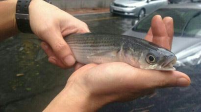 [태풍 차바] 부산 마린시티에 물고기가 잡혔다는 사진 화제 
