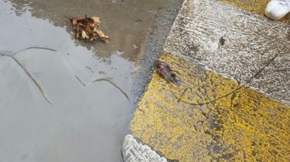 [태풍 차바] 부산 마린시티 도로에 물고기, 부산에서 3명 숨져
